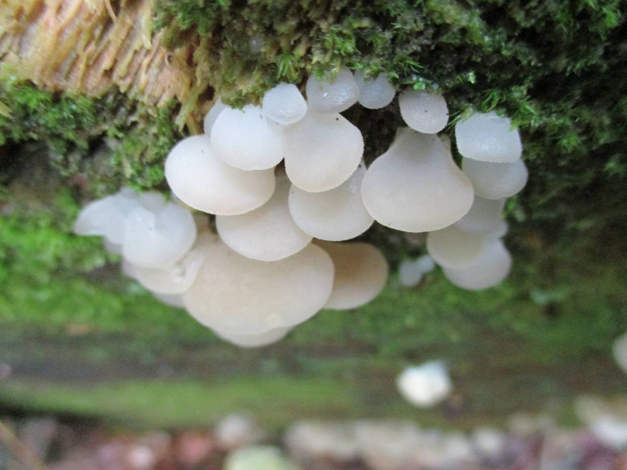 Observation mo-216201, Pseudohydnum gelatinosum