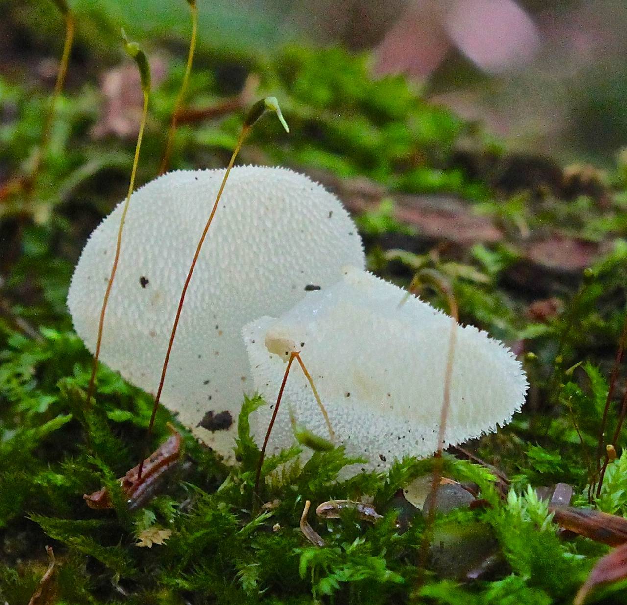 Observation mo-217791, Pseudohydnum gelatinosum