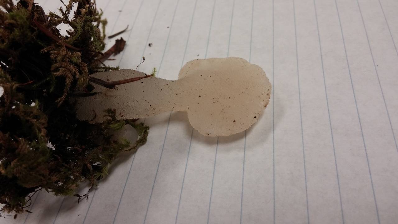 Observation mo-219561, Pseudohydnum gelatinosum