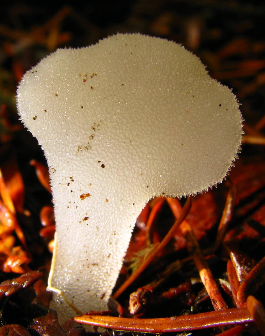 Observation mo-219619, Pseudohydnum gelatinosum