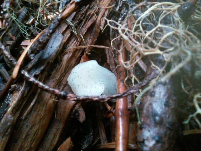 Observation mo-219866, Pseudohydnum gelatinosum