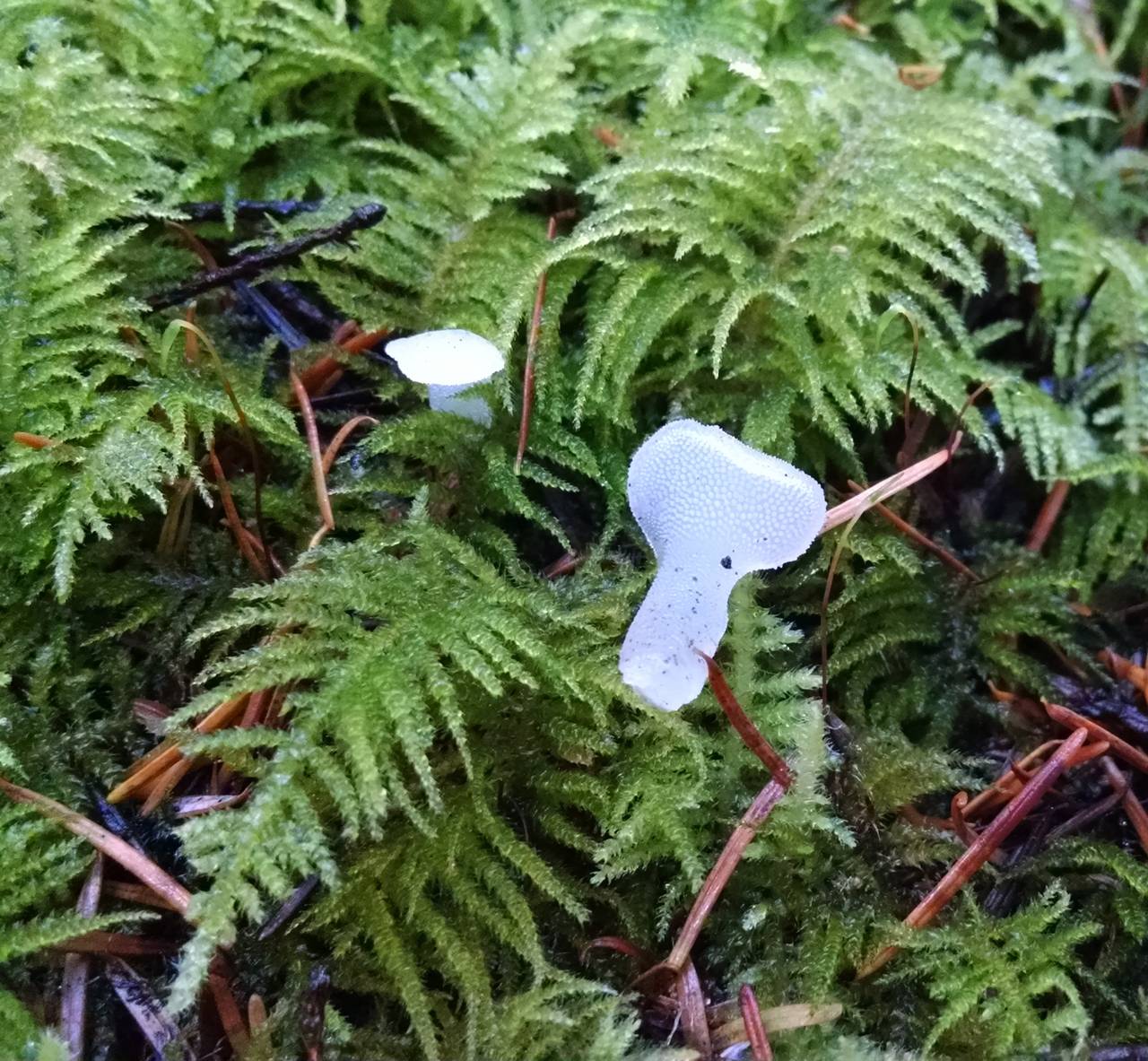 Observation mo-220171, Pseudohydnum gelatinosum