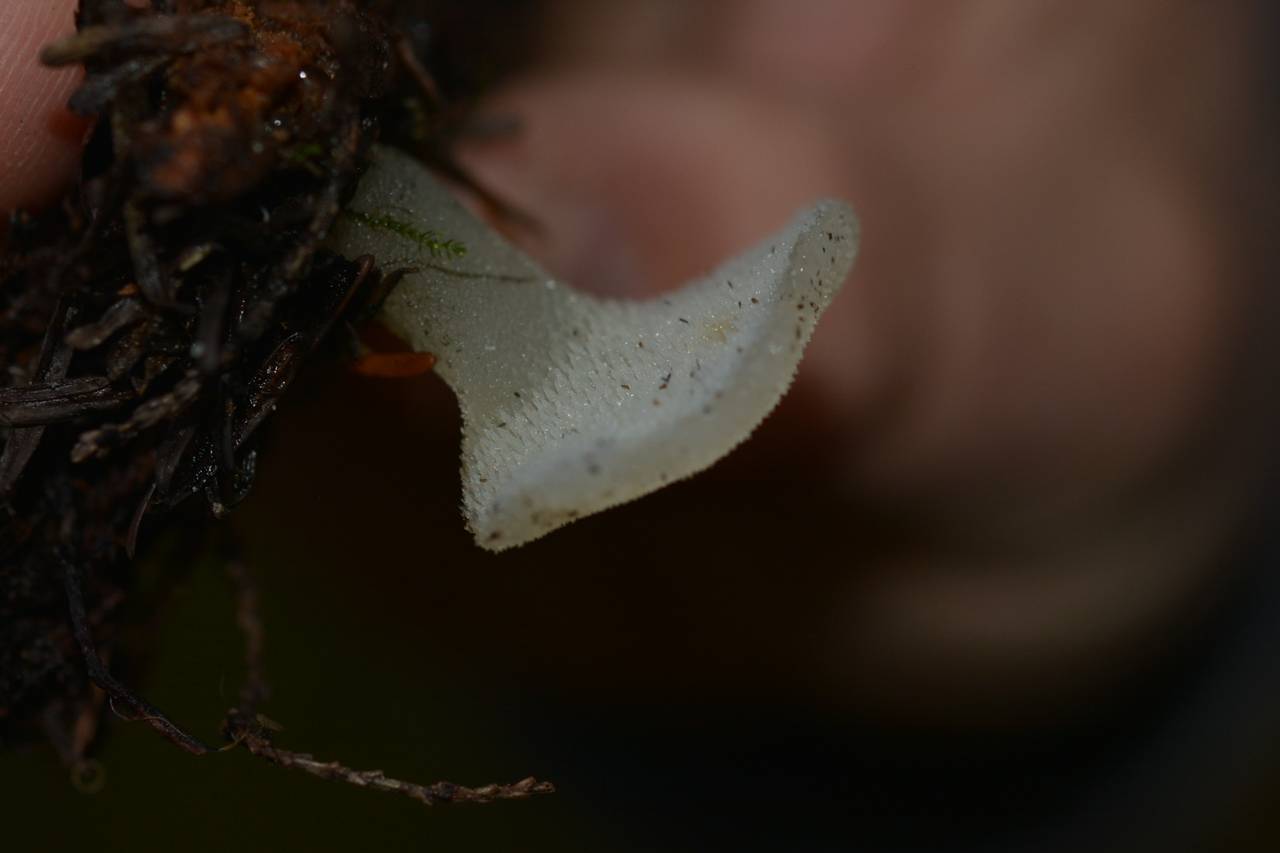 Observation mo-221007, Pseudohydnum gelatinosum