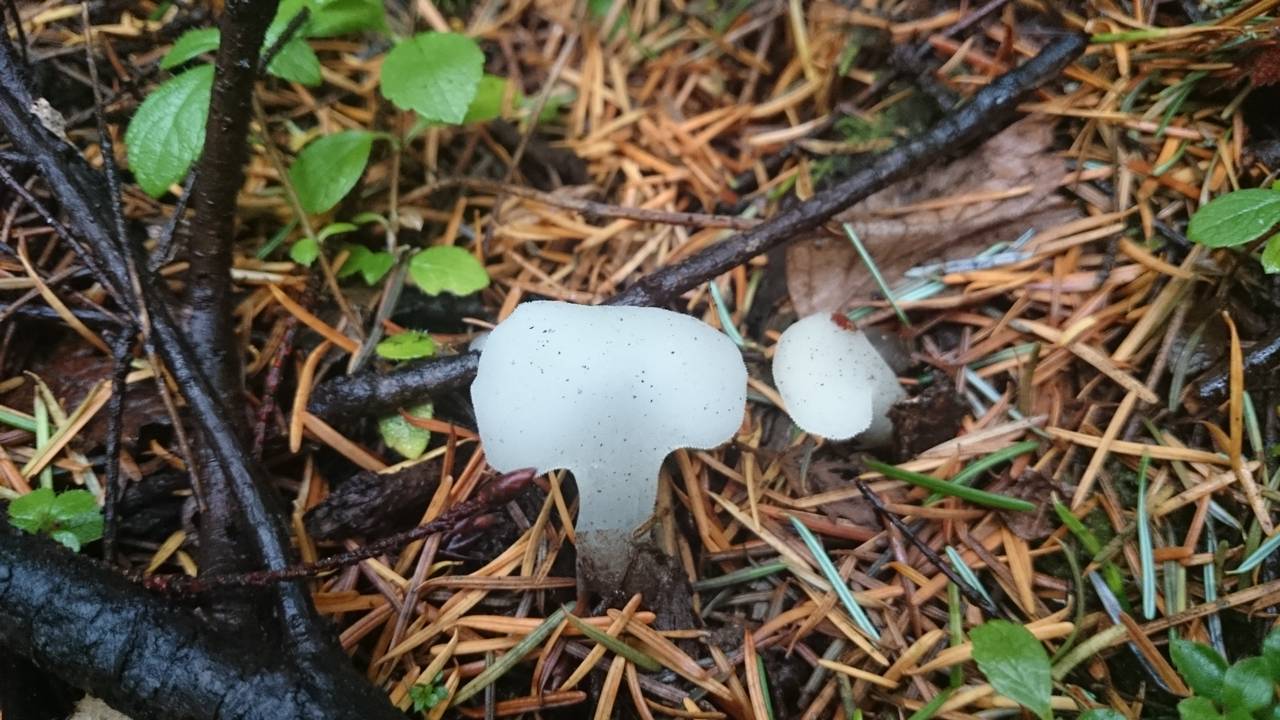Observation mo-221329, Pseudohydnum gelatinosum