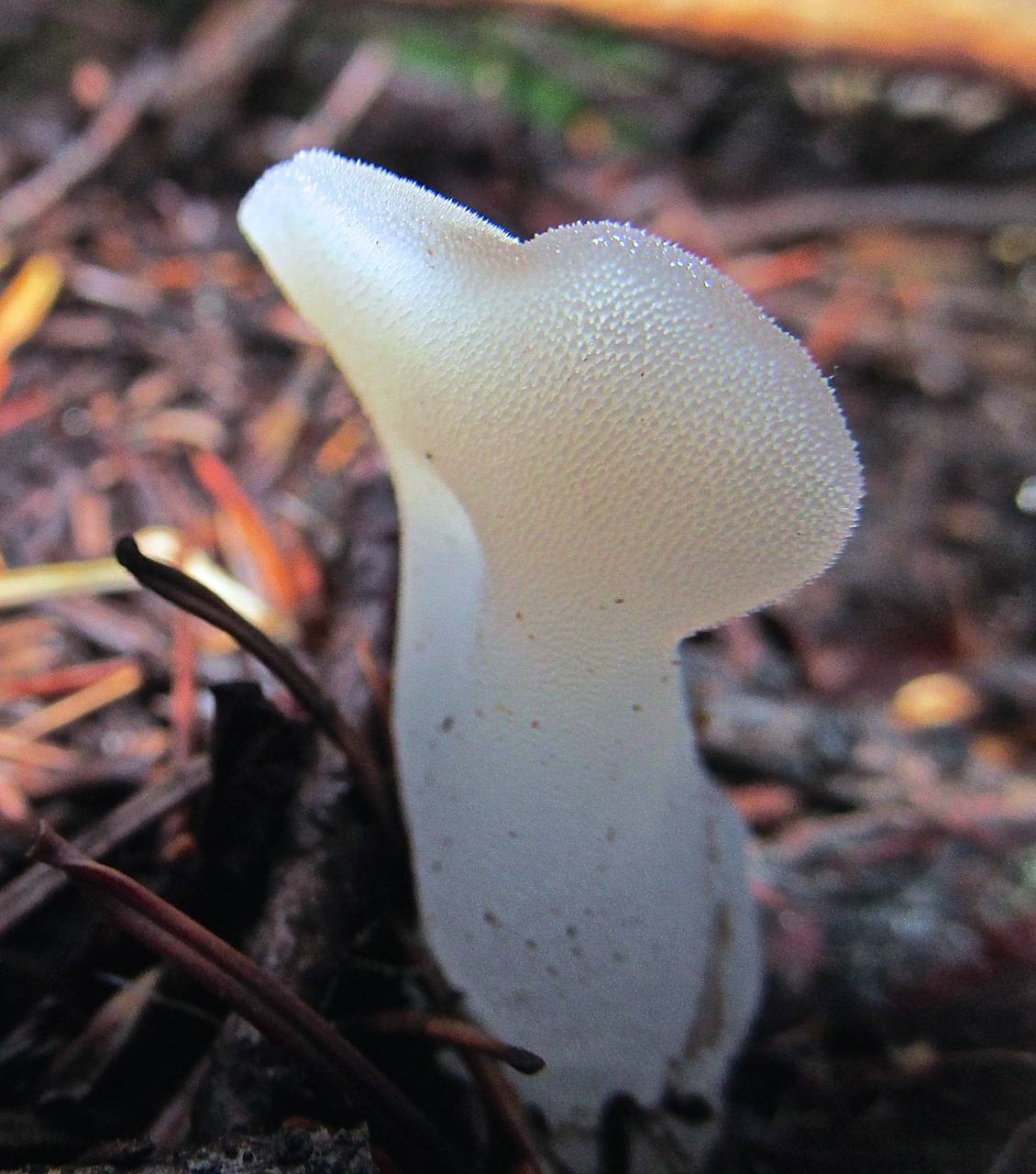 Observation mo-222439, Pseudohydnum gelatinosum