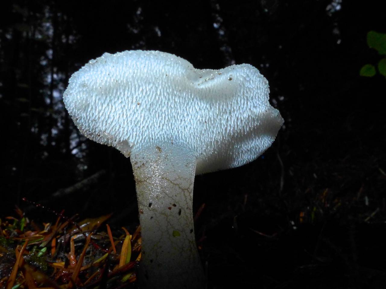 Observation mo-223622, Pseudohydnum gelatinosum