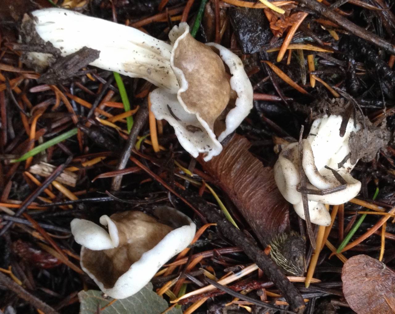 Observation mo-224573, Helvella maculata