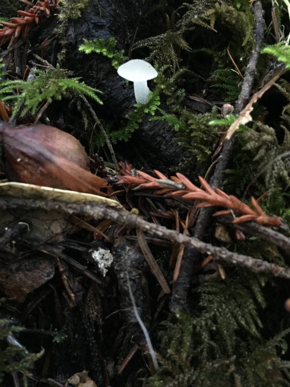 Observation mo-224718, Pseudohydnum gelatinosum