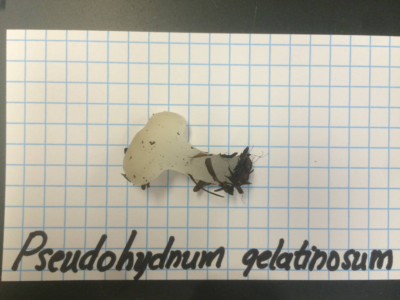 Observation mo-224963, Pseudohydnum gelatinosum