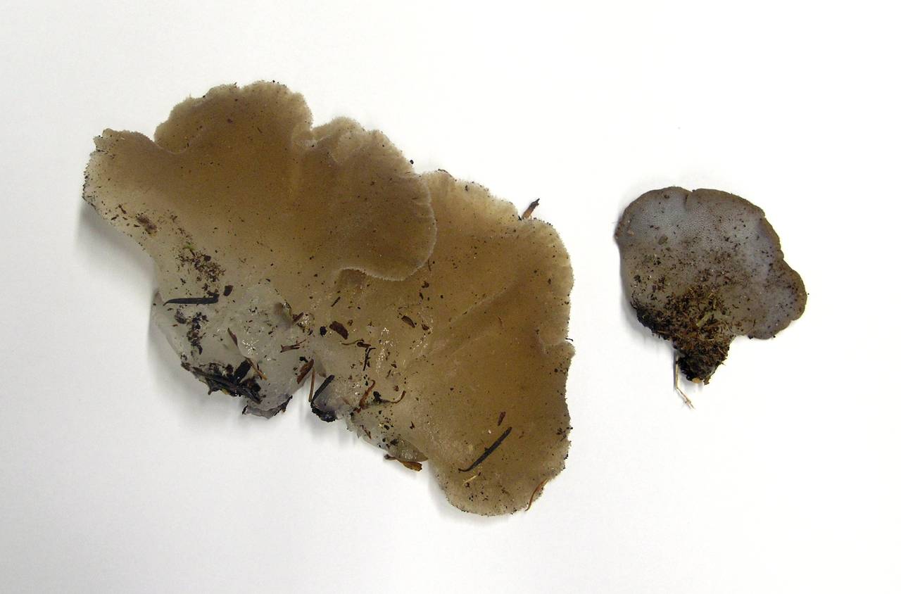 Observation mo-2251, Pseudohydnum gelatinosum