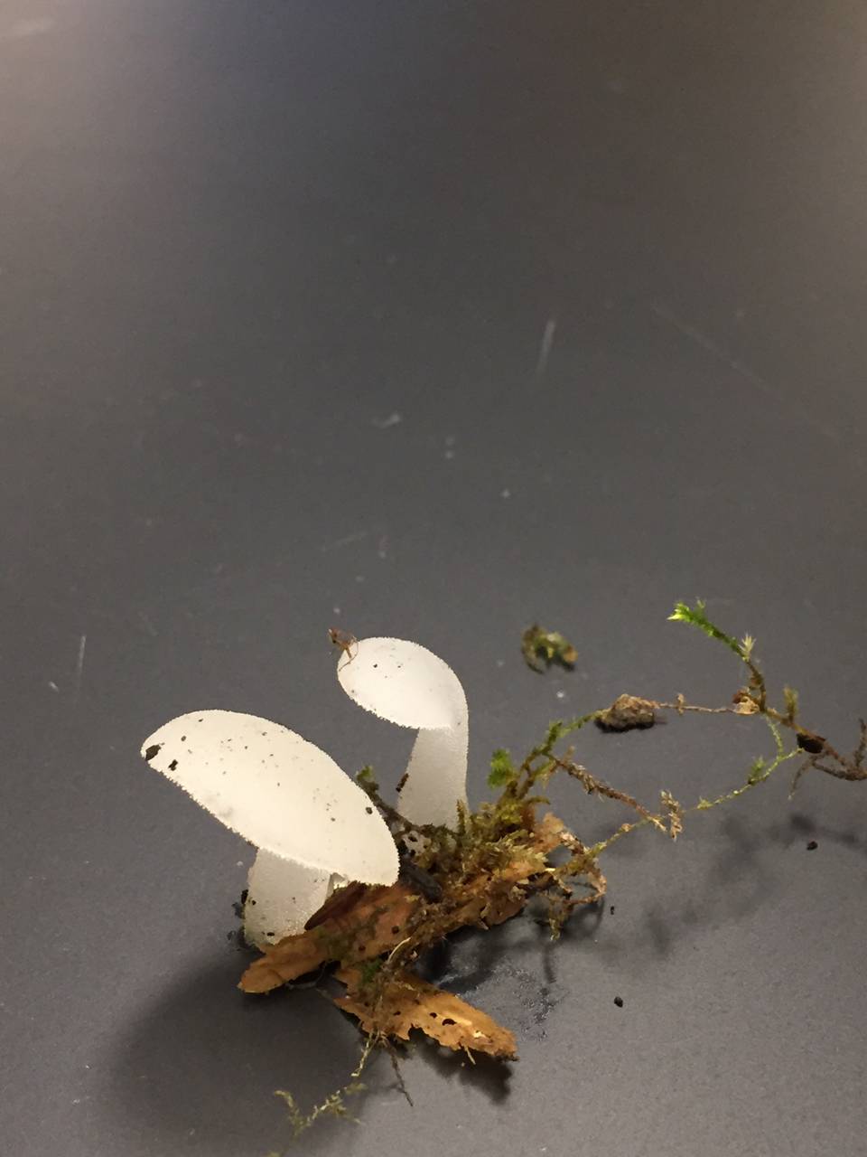 Observation mo-225315, Pseudohydnum gelatinosum