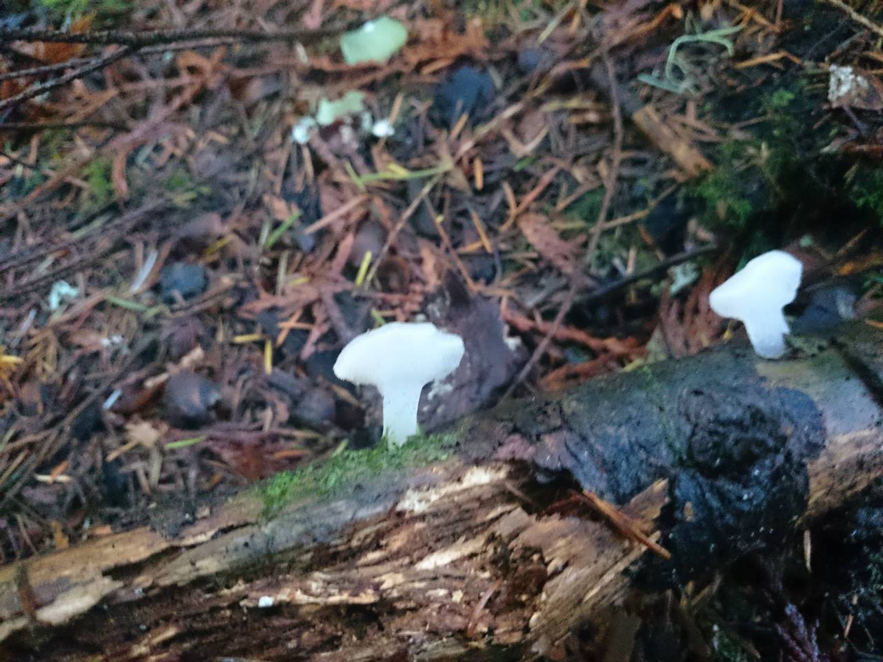 Observation mo-225416, Pseudohydnum gelatinosum