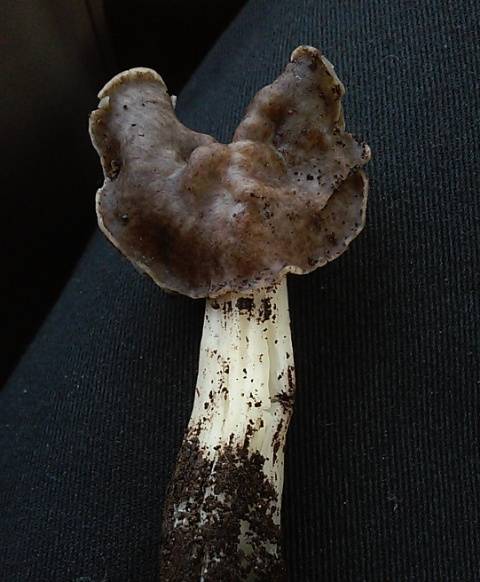 Observation mo-225716, Helvella maculata