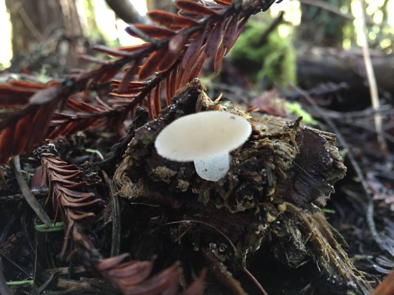 Observation mo-227602, Pseudohydnum gelatinosum