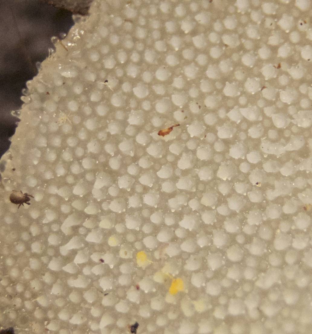 Observation mo-228330, Pseudohydnum gelatinosum