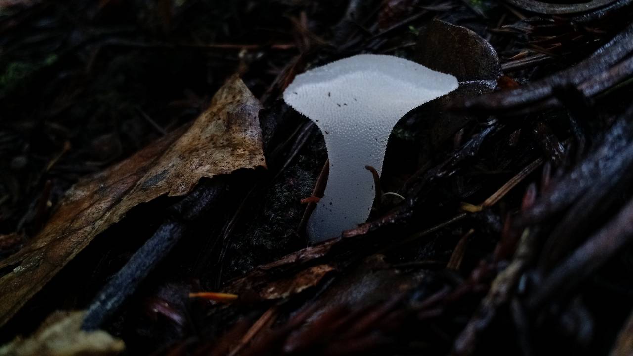Observation mo-228398, Pseudohydnum gelatinosum