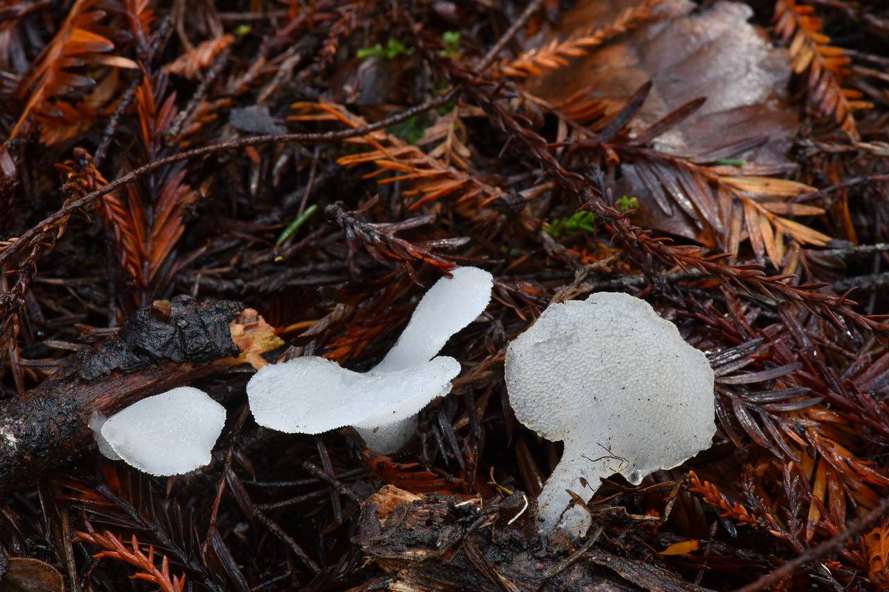 Observation mo-230120, Pseudohydnum gelatinosum
