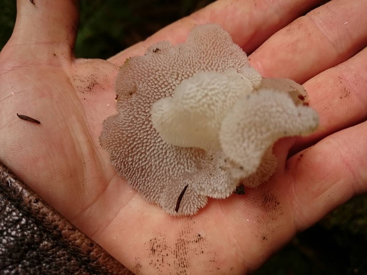 Observation mo-230244, Pseudohydnum gelatinosum