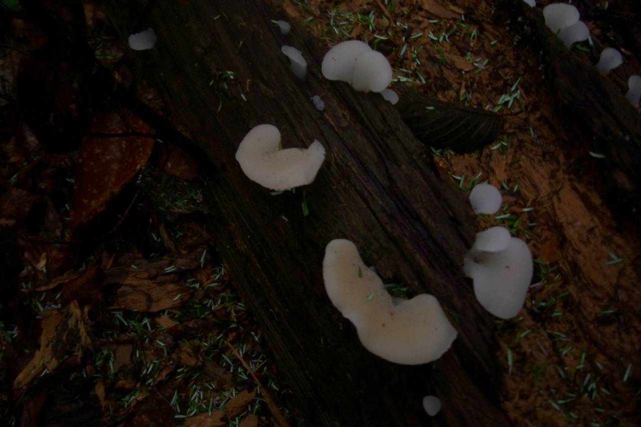 Observation mo-23044, Pseudohydnum gelatinosum