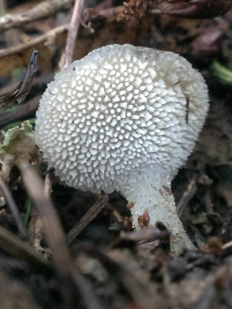 Observation mo-231057, Pseudohydnum gelatinosum