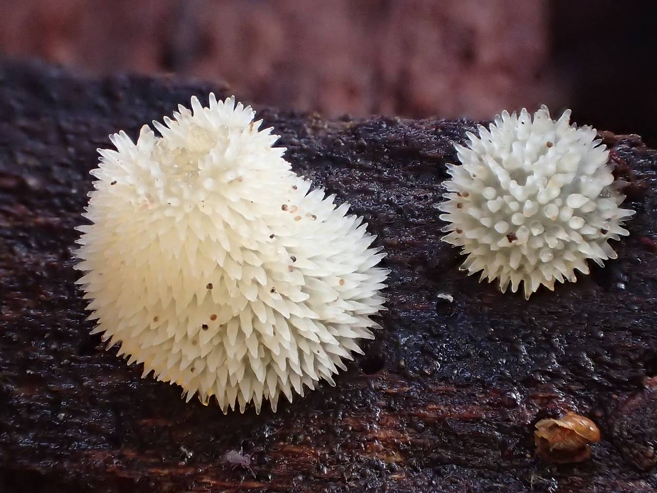 Observation mo-231088, Pseudohydnum gelatinosum