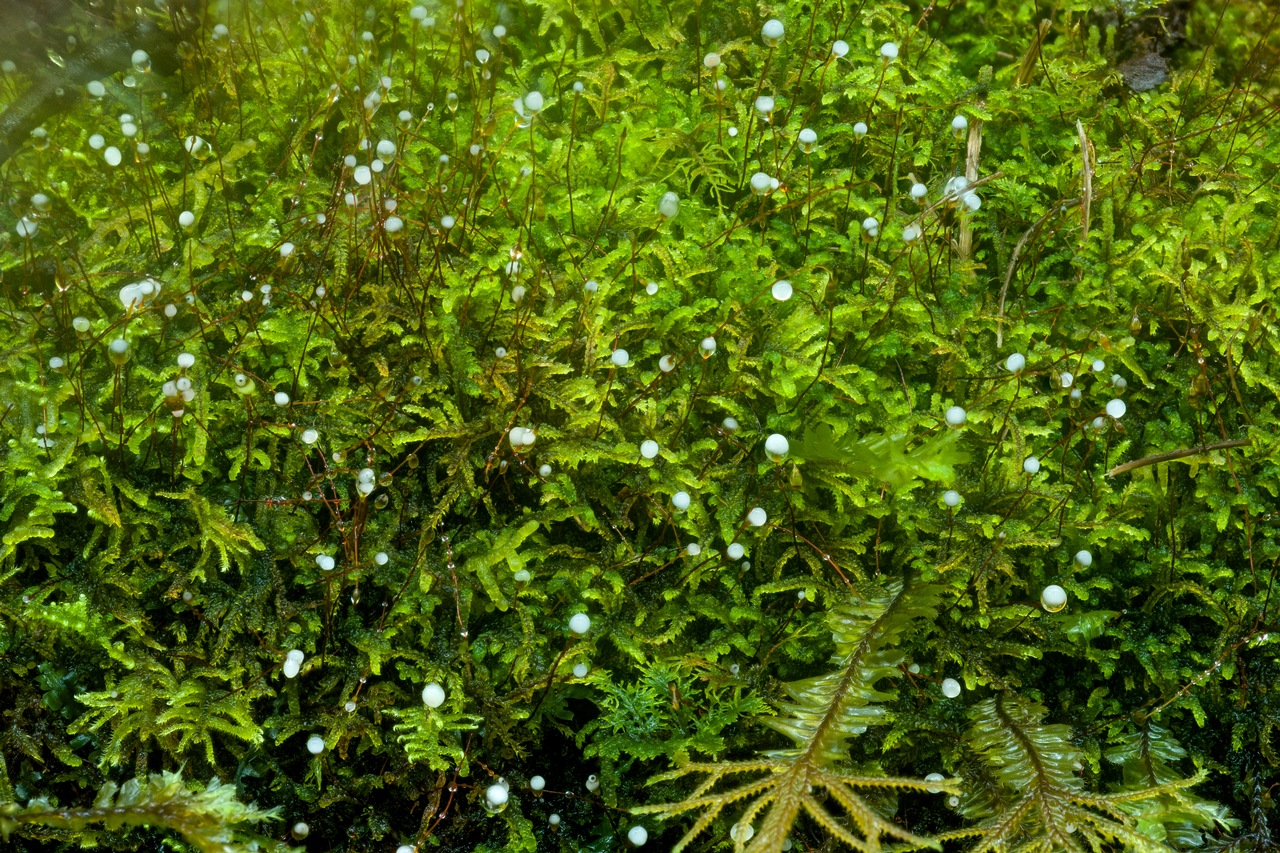 Observation mo-234419, Jola javensis