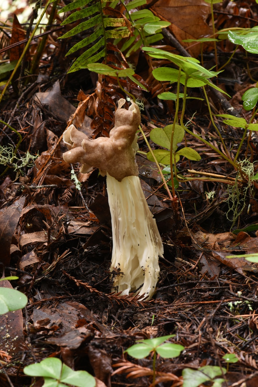 Observation mo-235039, Helvella maculata