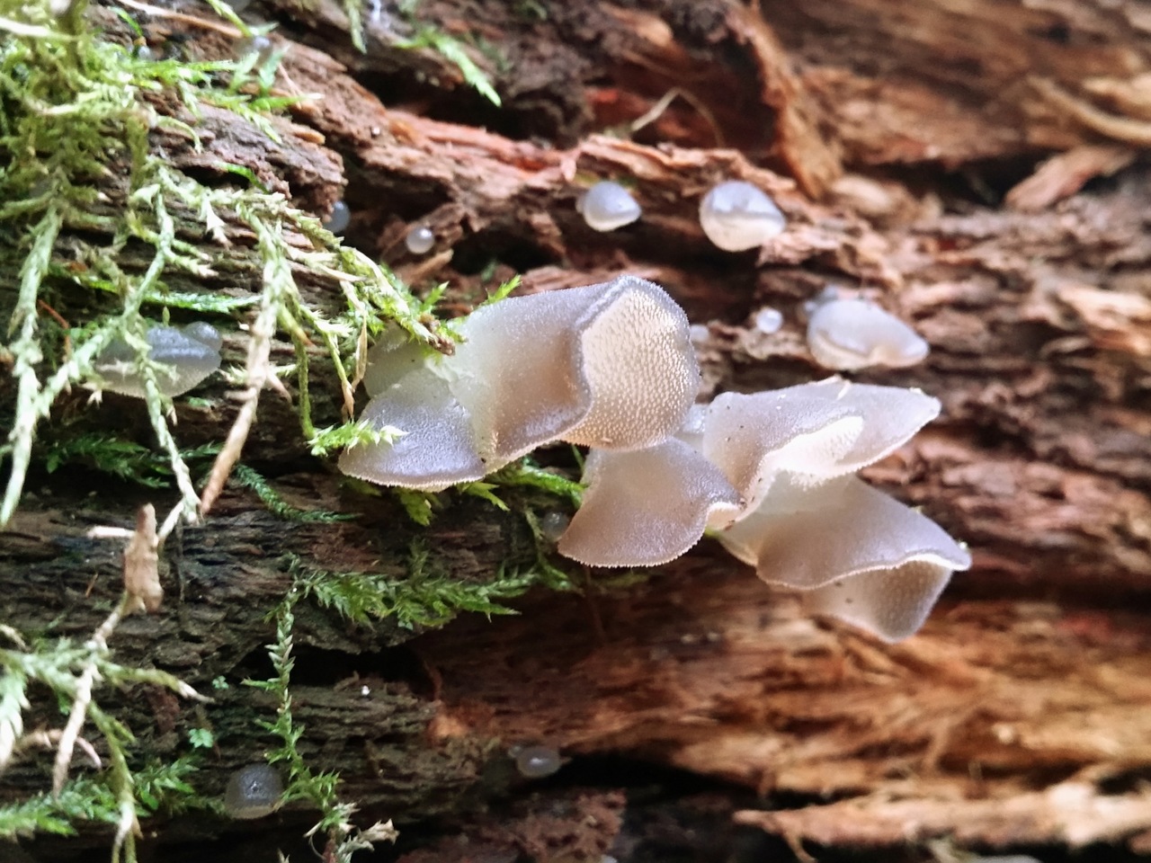 Observation mo-235500, Pseudohydnum gelatinosum