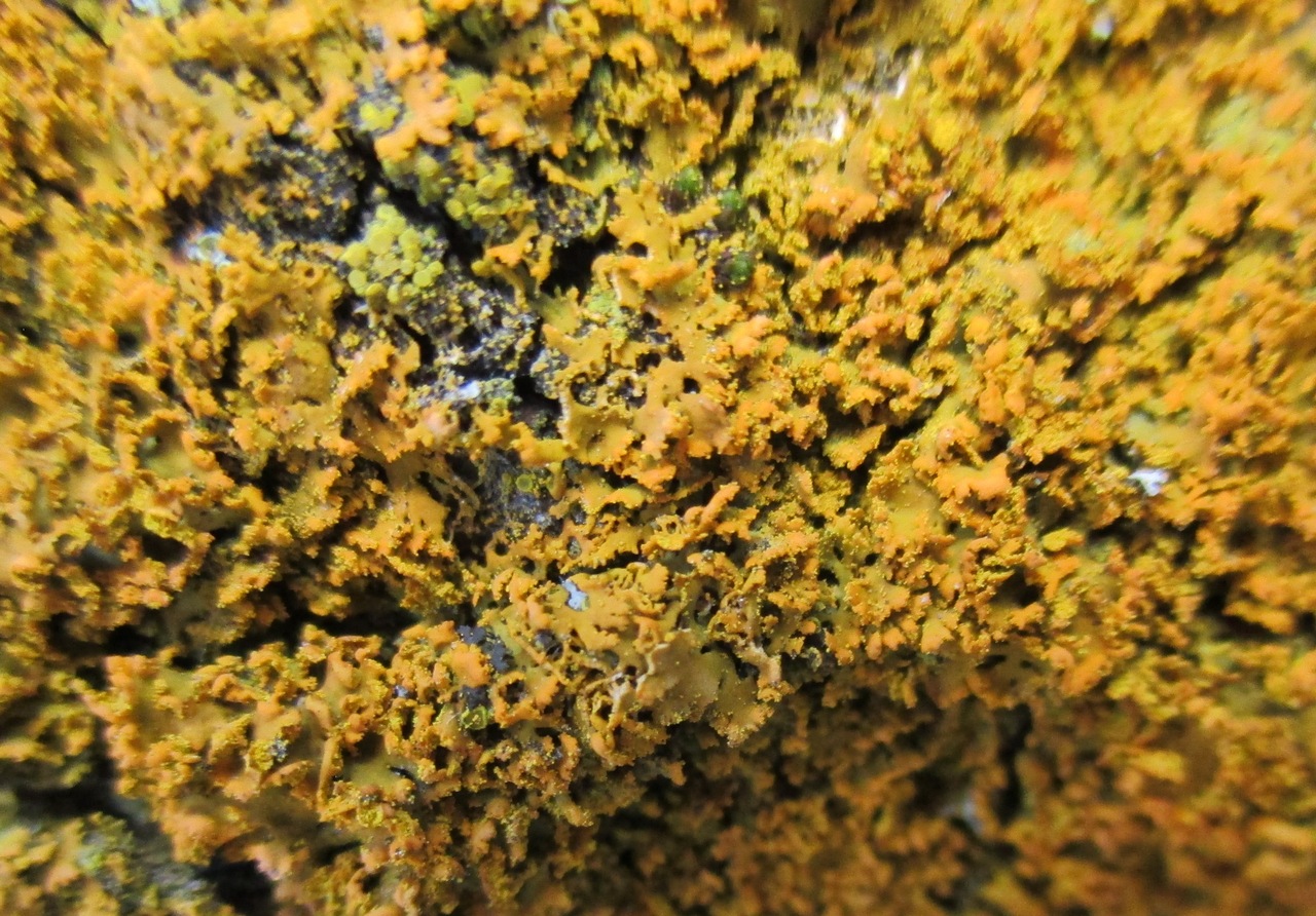 Observation mo-237243, Xanthomendoza coppinsii