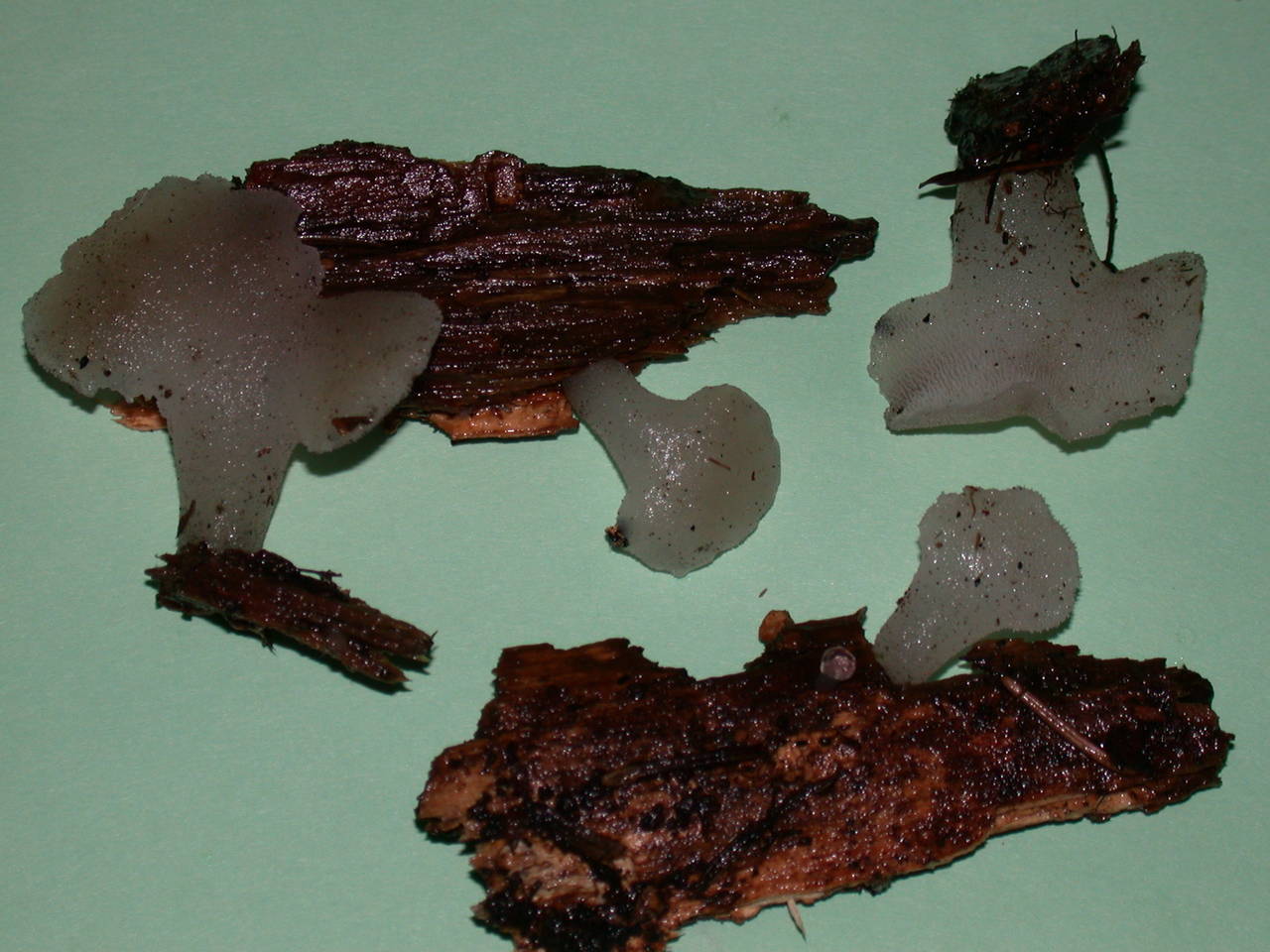 Observation mo-2377, Pseudohydnum gelatinosum