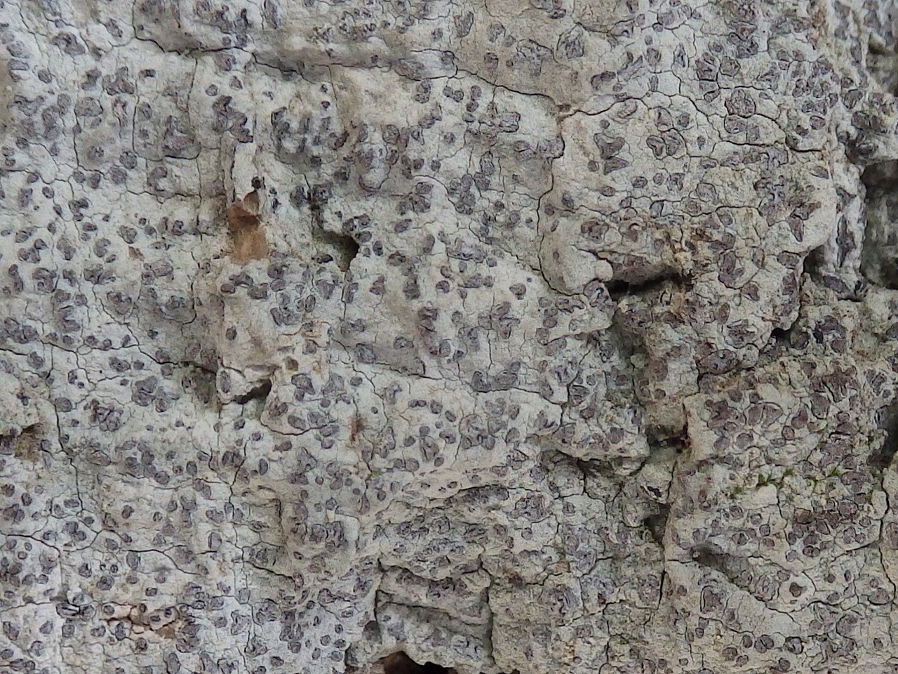 Observation mo-240912, Lecanographa lyncea