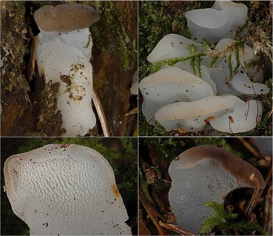 Observation mo-24175, Pseudohydnum gelatinosum