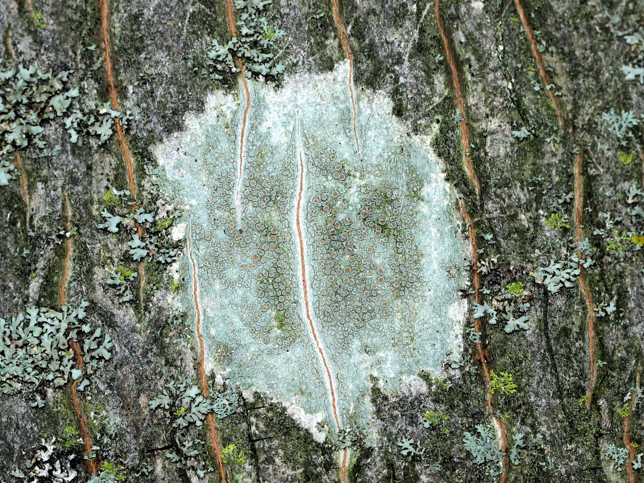 Observation mo-242673, Lecanora argentata