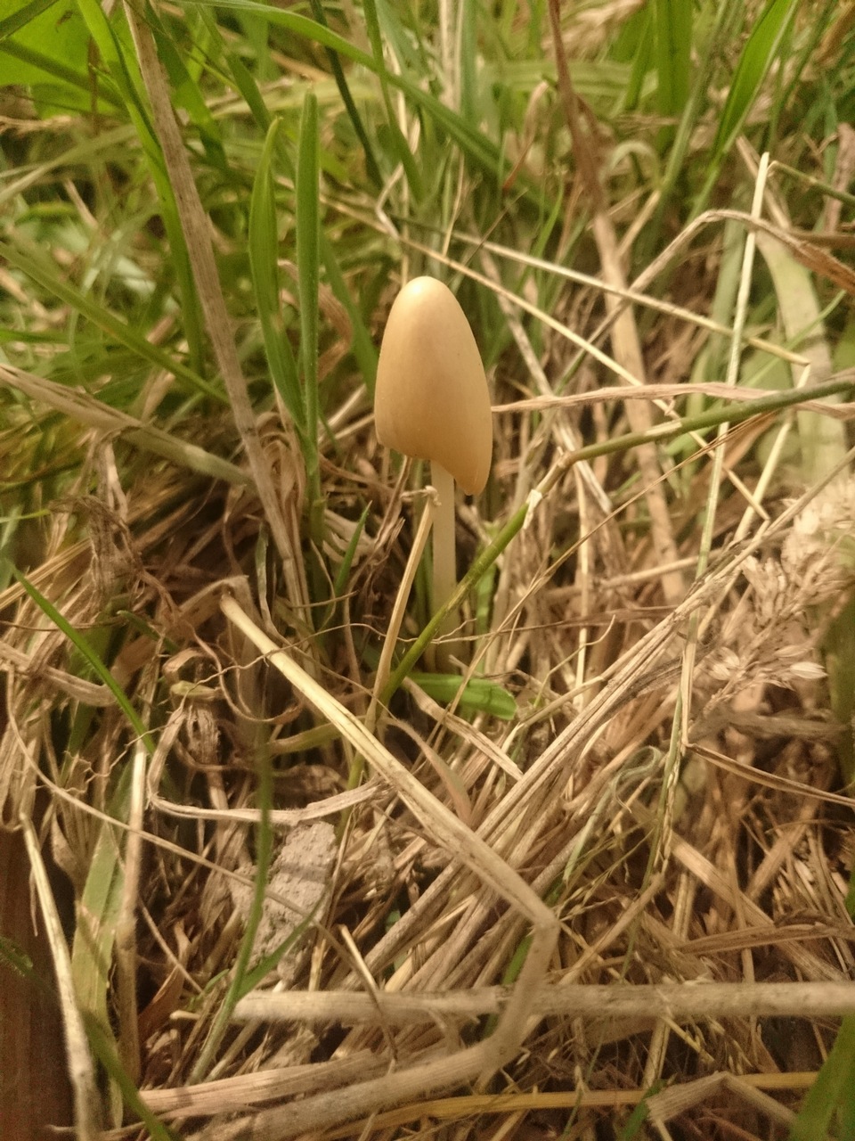 Observation mo-243586, Conocybe albipes