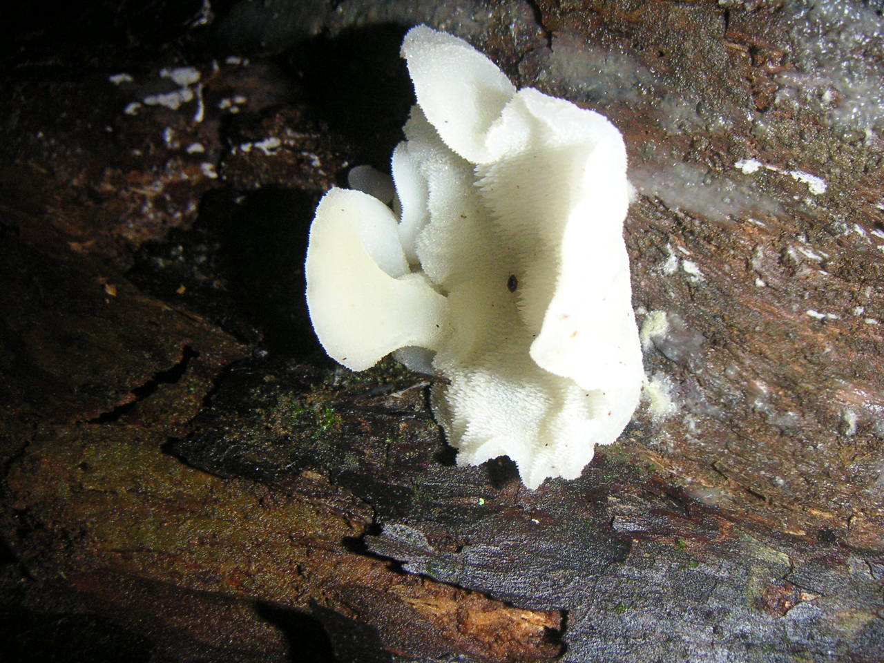 Observation mo-24397, Pseudohydnum gelatinosum