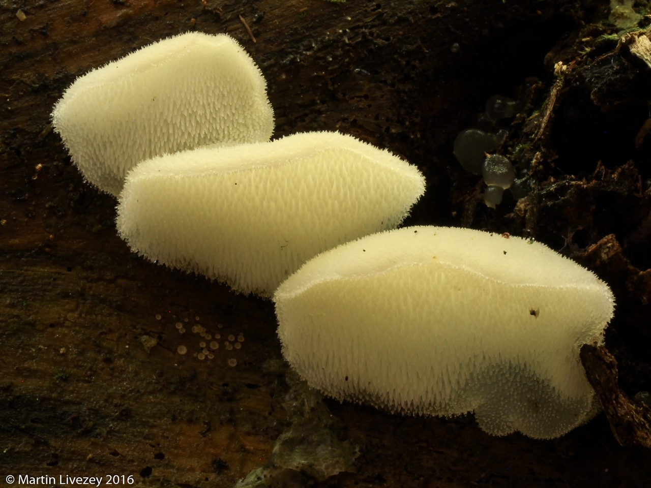 Observation mo-245276, Pseudohydnum gelatinosum