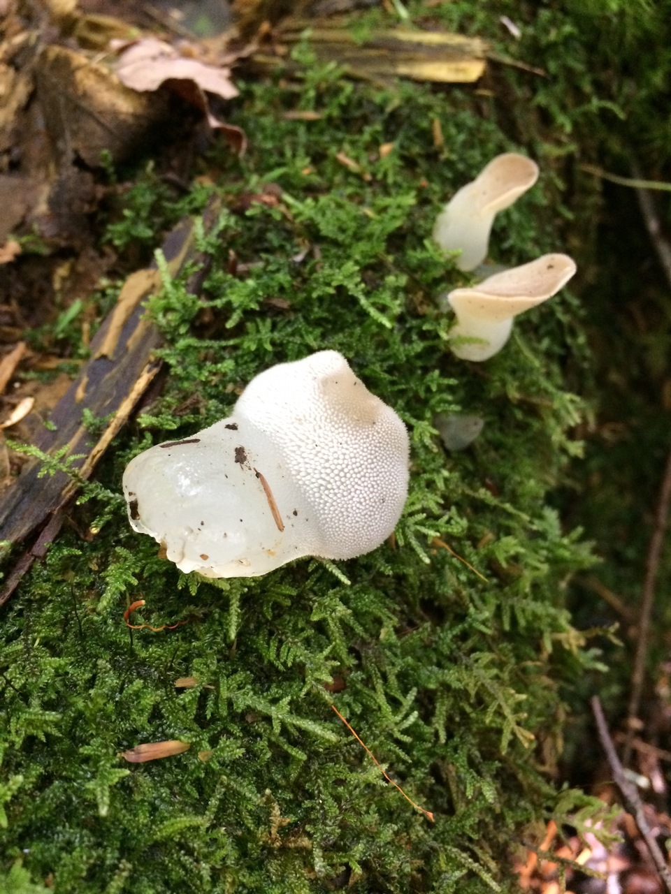 Observation mo-246457, Pseudohydnum gelatinosum