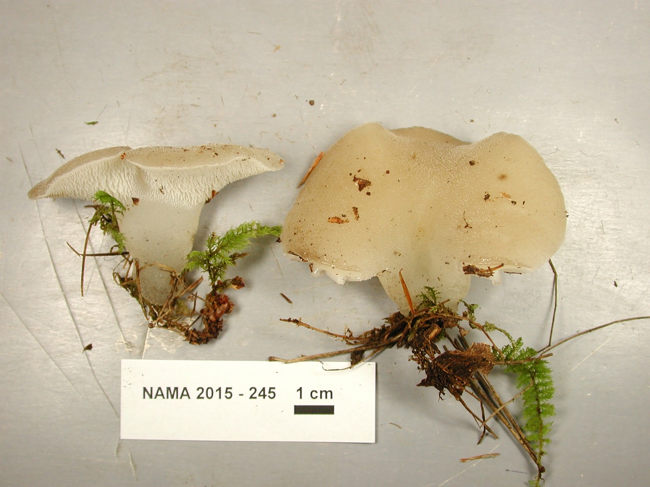 Observation mo-247211, Pseudohydnum gelatinosum