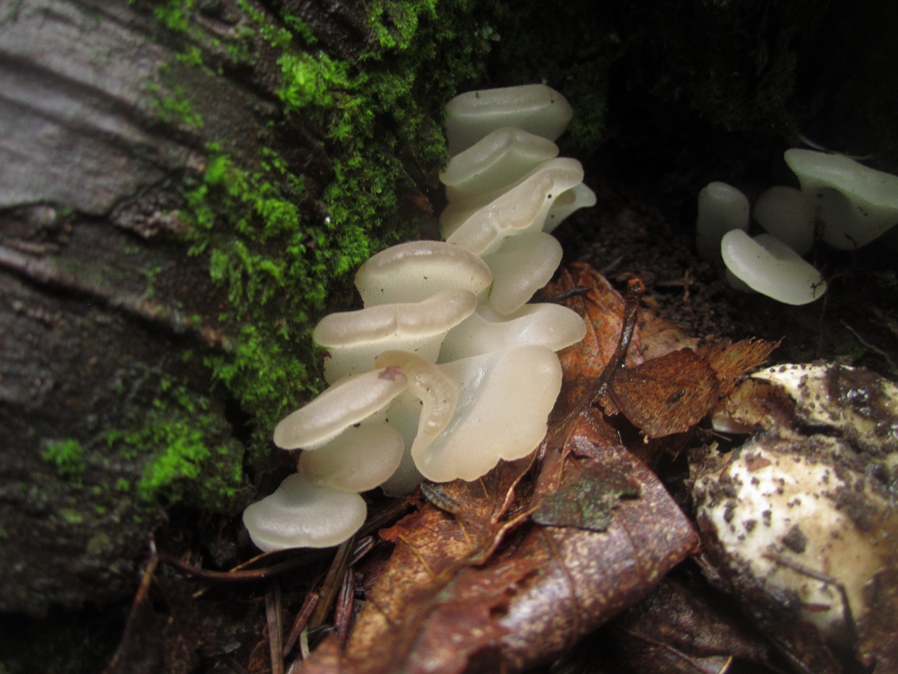 Observation mo-249229, Pseudohydnum gelatinosum
