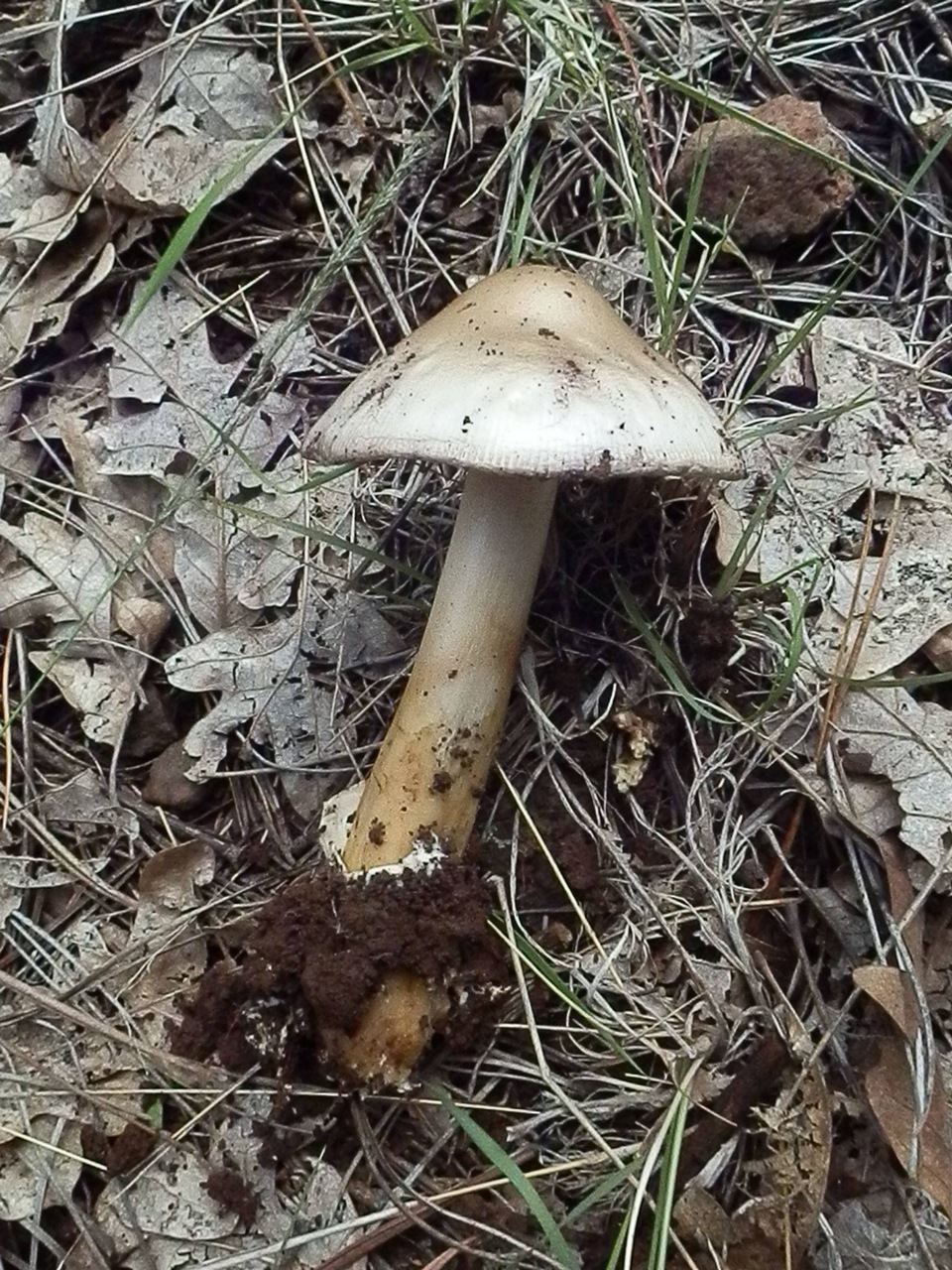 Observation mo-249812, Amanita sp. 'AZ31'