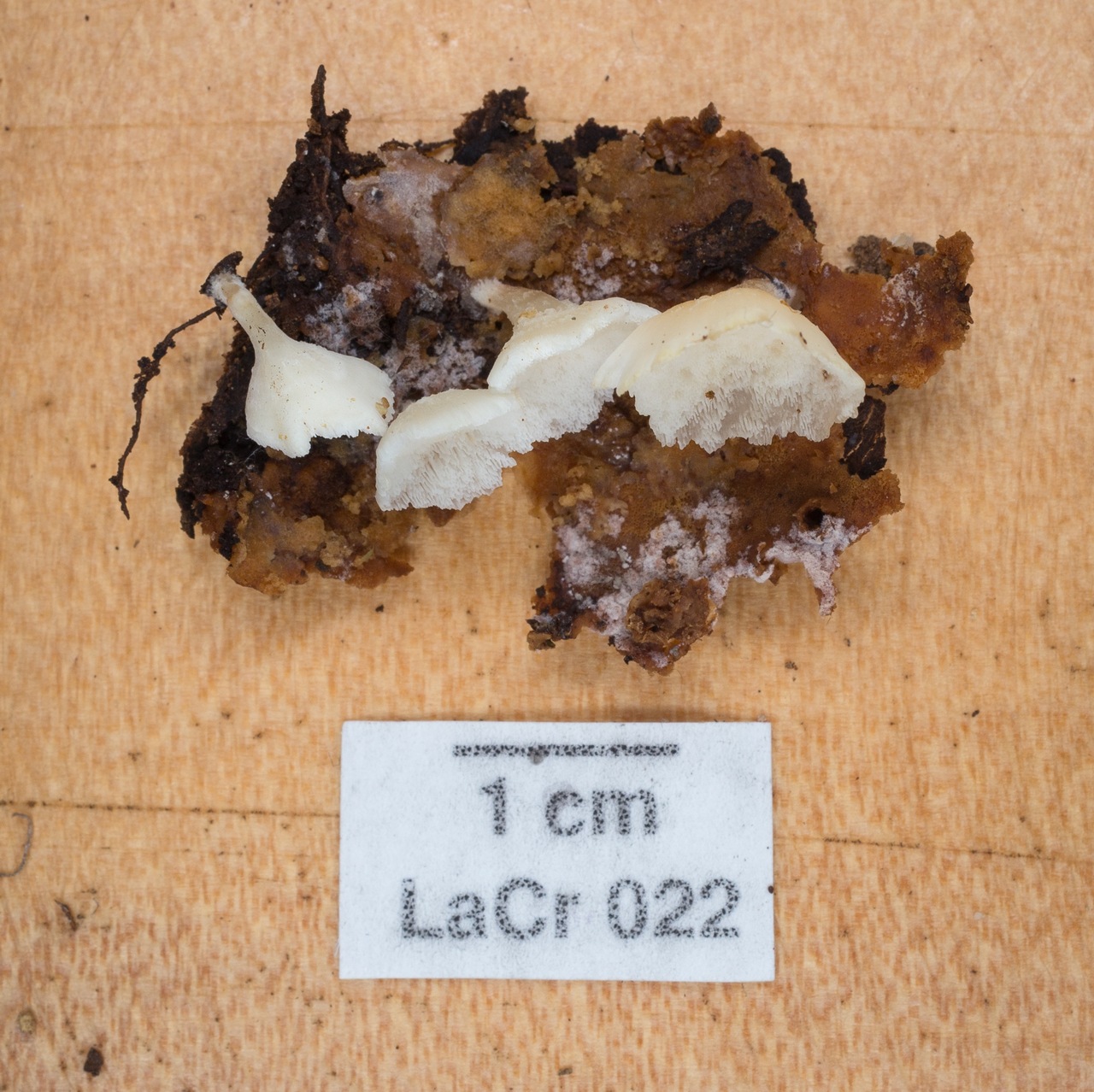 Observation mo-251665, Rigidoporus umbonatipes
