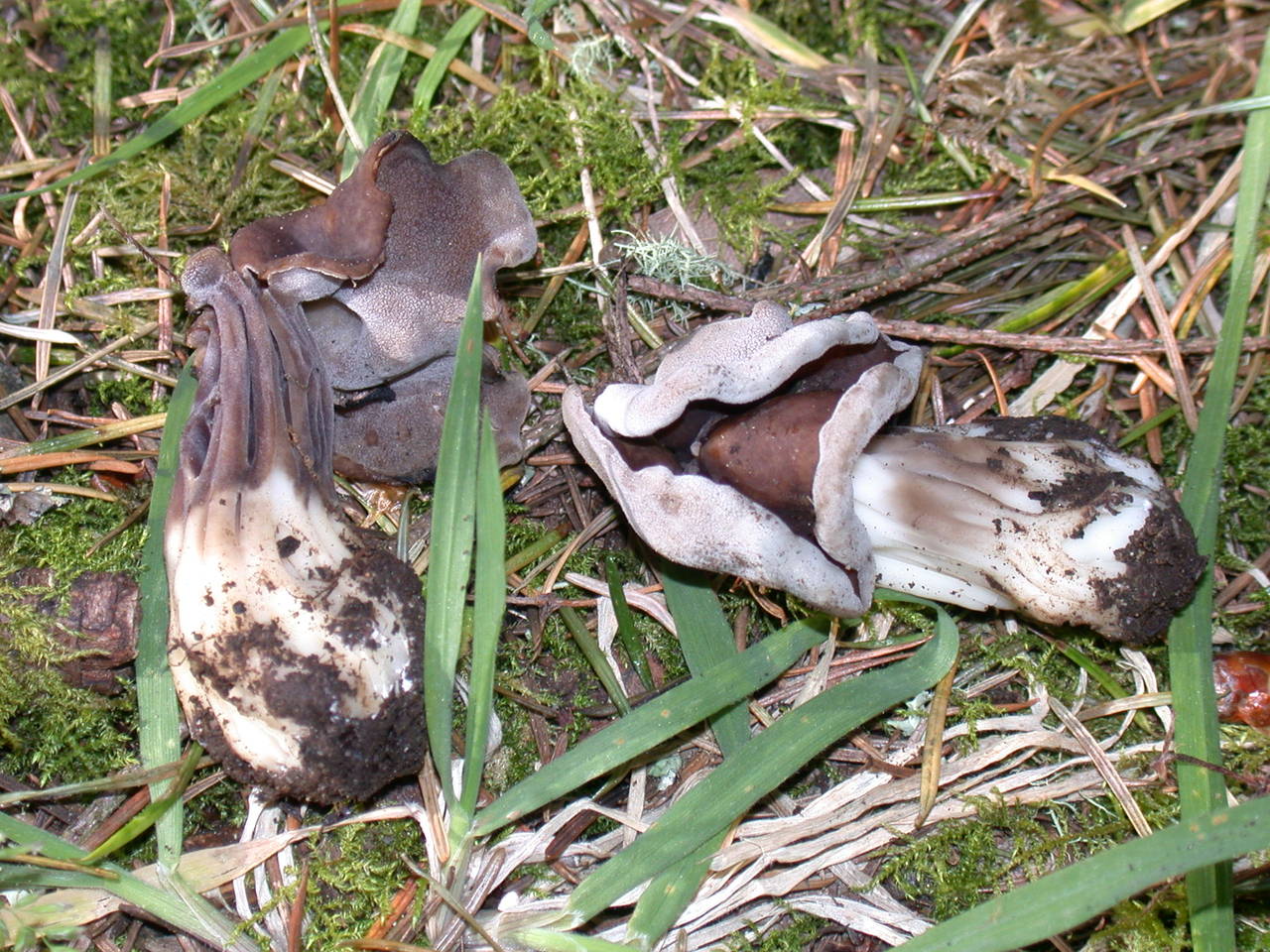 Observation mo-2522, Helvella maculata