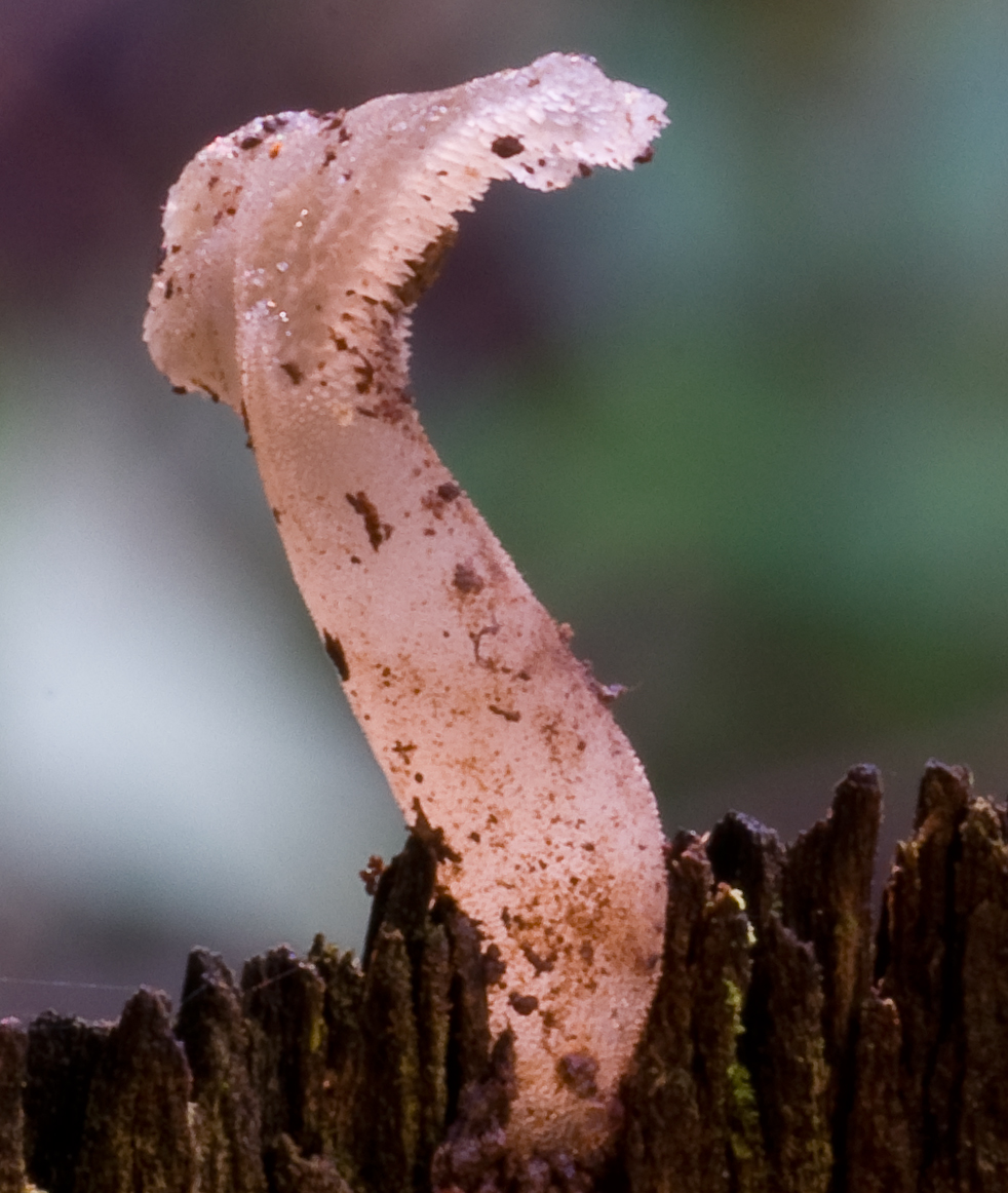 Observation mo-25265, Pseudohydnum gelatinosum