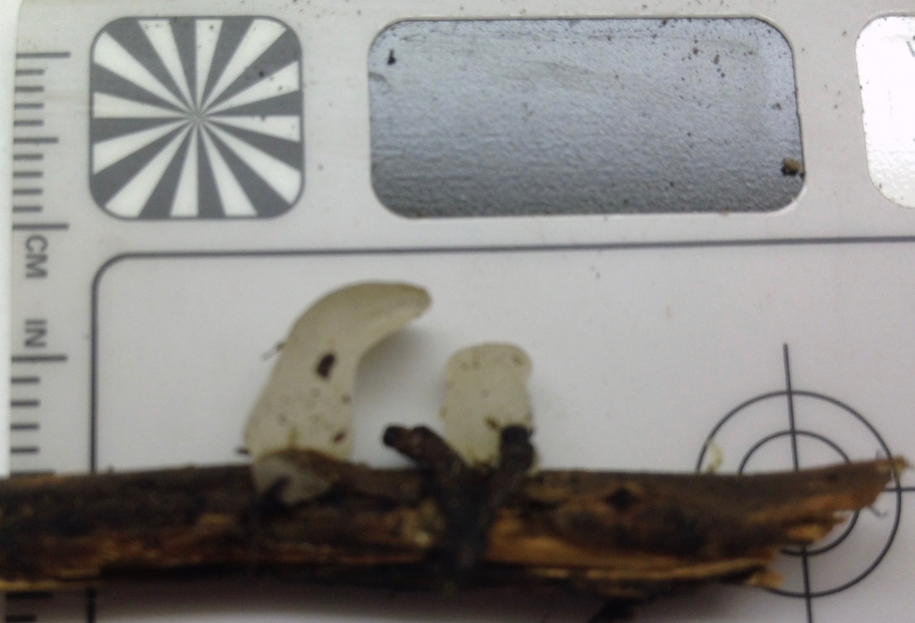 Observation mo-253752, Pseudohydnum gelatinosum