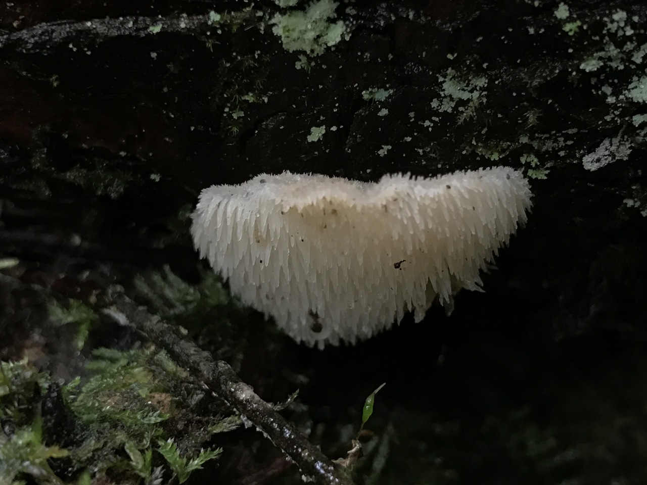 Observation mo-254749, Pseudohydnum gelatinosum