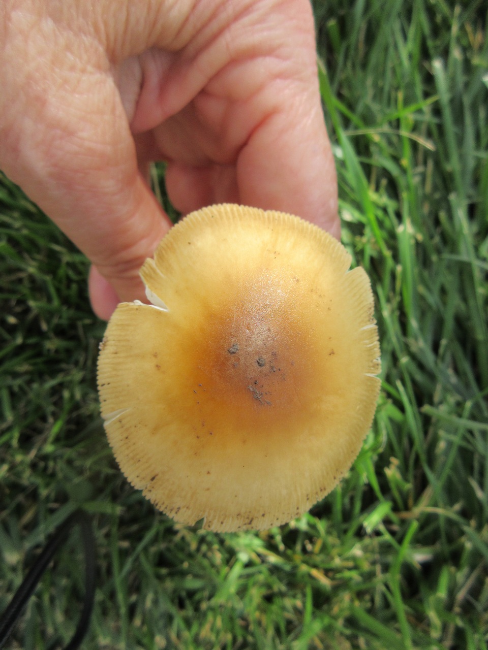 Observation mo-254893, Amanita sp. 'MO08'