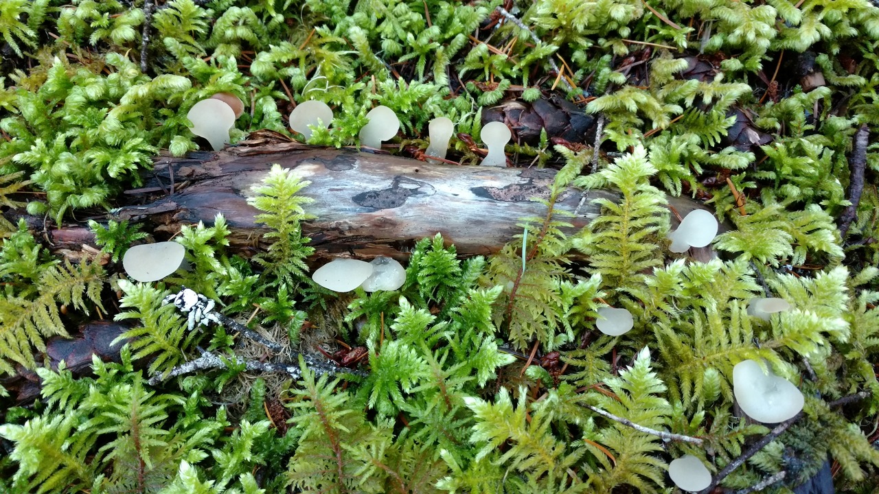 Observation mo-256391, Pseudohydnum gelatinosum