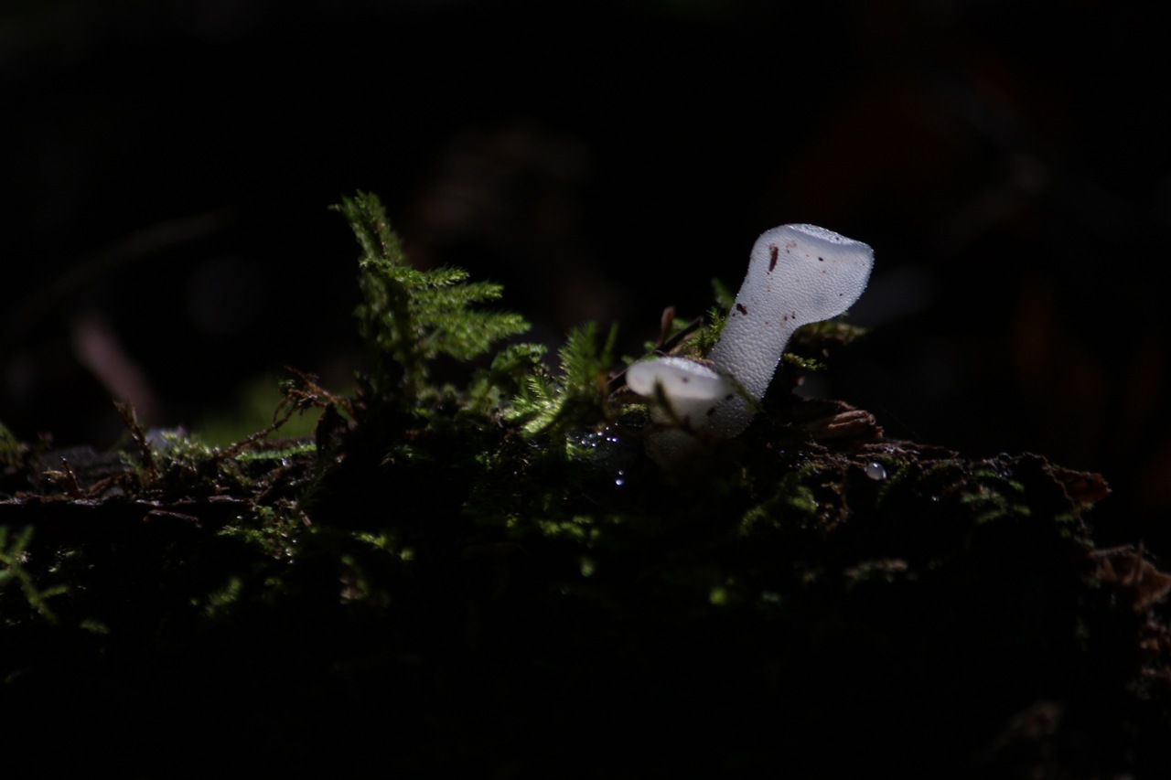 Observation mo-257698, Pseudohydnum gelatinosum