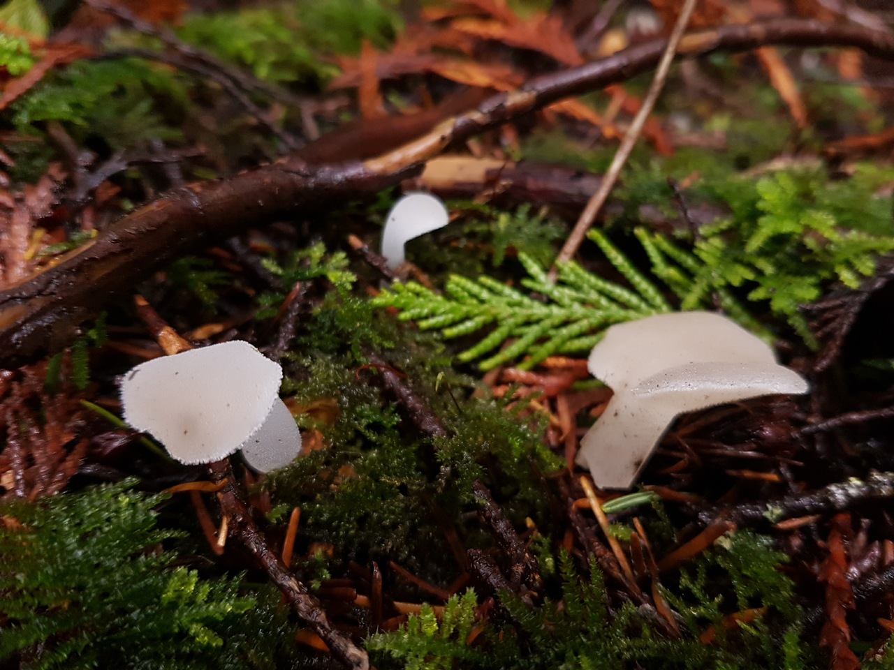 Observation mo-259354, Pseudohydnum gelatinosum