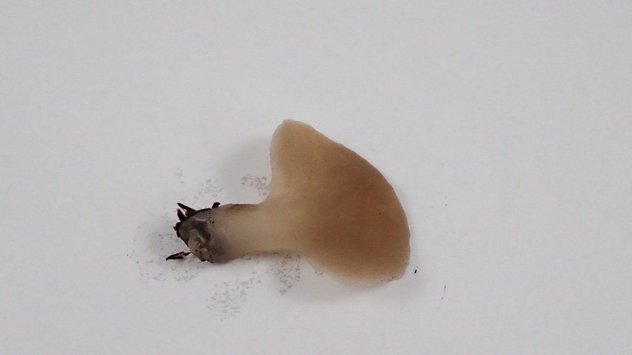 Observation mo-260344, Pseudohydnum gelatinosum